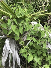 Mikania cordifolia
