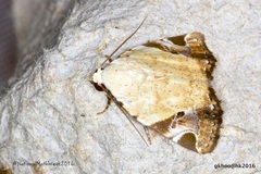 Pseudeustrotia semialba