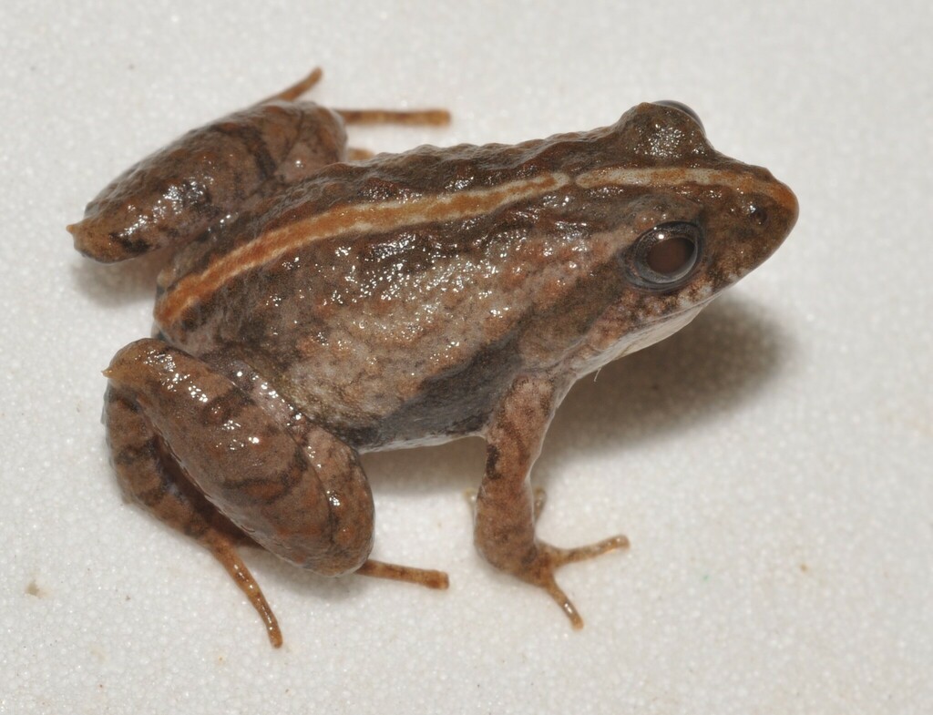 Bolivian Swamp Frog