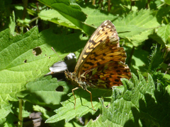 Boloria titania