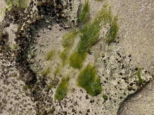 Ulva intestinalis, 2024-11-02