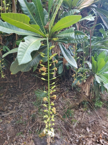 Barringtonia integrifolia observed 2024-11-01