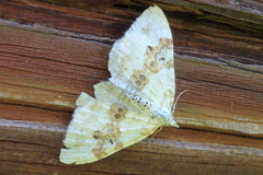 Xanthorhoe montanata