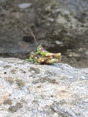 Syntomacris guttulosa