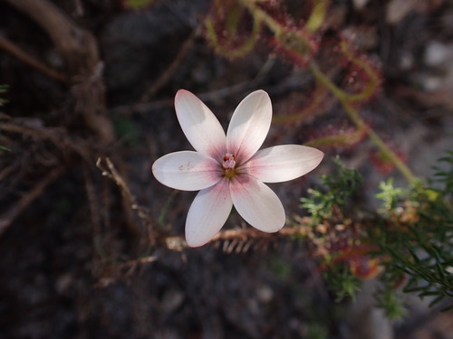 Image of Geissorhiza ovata by (c) agujaceratops, some rights reserved (CC BY)