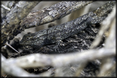 Sceloporus grammicus microlepidotus