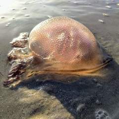 Dactyliophorae