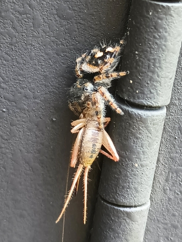 Bold Jumping Spider photographed in South Carolina