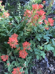 Castilleja martini martini