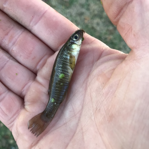 Banded killifish (Fundulus diaphanus) — Fundulidae — 2