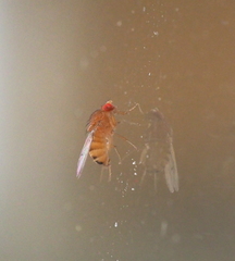 Drosophila immigrans