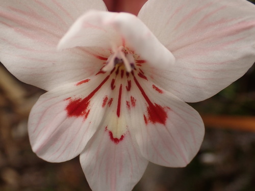 Image of Gladiolus debilis by (c) agujaceratops, some rights reserved (CC BY)