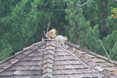 Sciurus niger