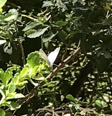 Celastrina echo