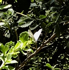 Celastrina echo