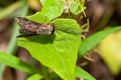 Image of Tabanus fumipennis