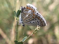 Polyommatus icarus