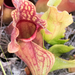 Burk's Southern Pitcher Plant - Photo (c) K Clark, some rights reserved (CC BY-NC), uploaded by K Clark