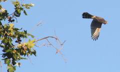 Accipiter cooperii