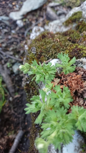 Image of Saxifraga magellanica by (c) María Regina Silva, some rights reserved (CC BY)