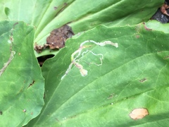 Phytomyza plantaginis