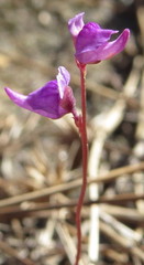 Utricularia caerulea