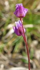 Utricularia caerulea