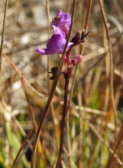 Utricularia caerulea