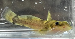 Ozark Madtom photo 2