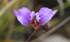 Utricularia caerulea