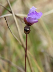 Utricularia caerulea