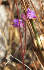 Utricularia caerulea