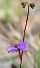 Utricularia caerulea