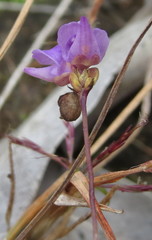 Utricularia caerulea