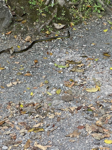 Common Tree Snake sighting