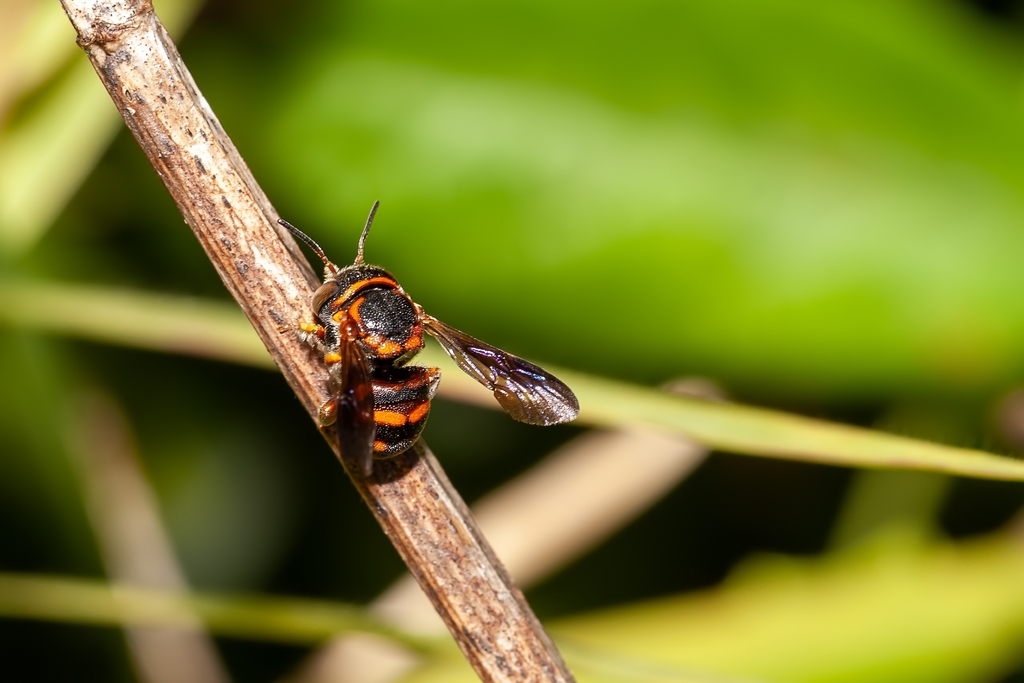Perplexing Rotund-Resin bee