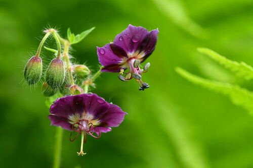 Dusky Crane's-bill