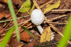 Leucocoprinus cretaceus image