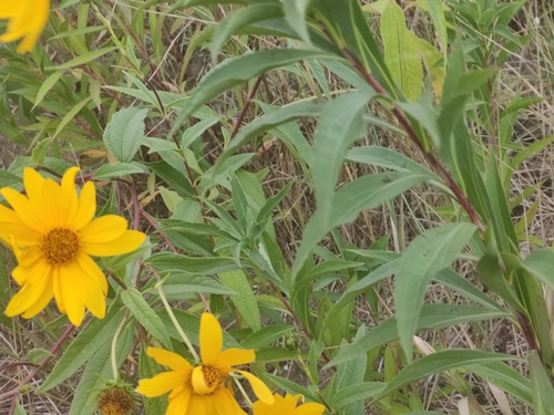 perennial sunflower (Helianthus ×)