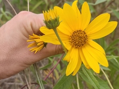 Helianthus × laetiflorus, photograph (c) Augustin Soulard, some rights reserved (CC BY)