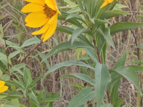 Helianthus laetiflorus