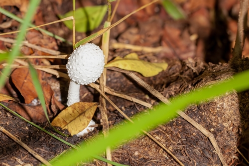 Leucocoprinus cretaceus image