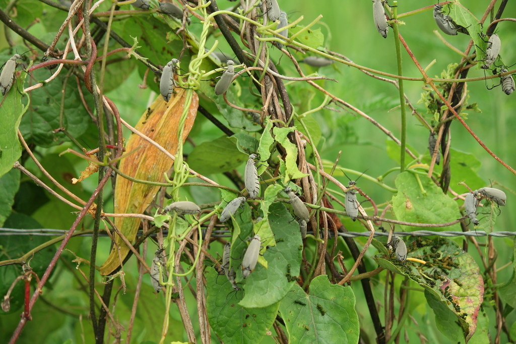 Ashgray Blister Beetle