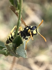 Polistes gallicus