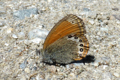 Coenonympha gardetta