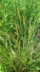 Carex annectens