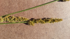 Carex annectens