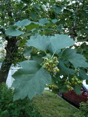 Crataegus maximowiczii
