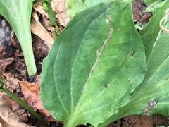 Phytomyza plantaginis