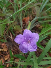 Ruellia pinetorum